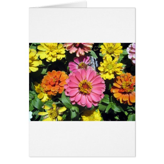 Colorful Flowers Cards (Front)