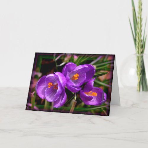 Colorful Flowers Crocus vernus  _ Any Occasion Card