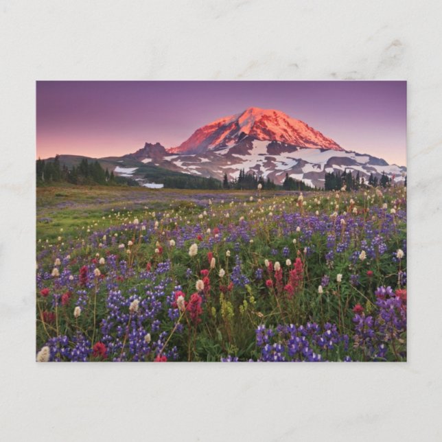 Colorful Flowers in Rainier National Park Postcard (Front)