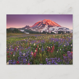 Colorful Flowers in Rainier National Park Postcard