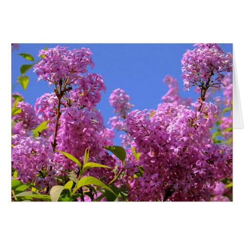 Colorful Flowers Pink Lilac Syringa Card