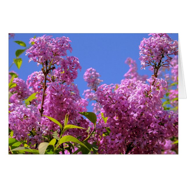 [Colorful Flowers] Pink Lilac Syringa Card (Front Horizontal)