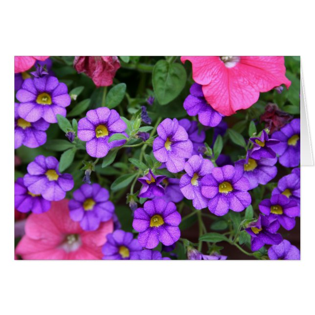 [Colorful Flowers] Purple Calibrachoa Card (Front Horizontal)