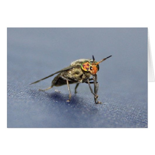 Colorful Fly (Front Horizontal)
