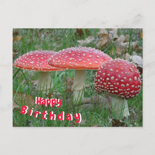 Colorful Fly Amanitas Happy Birthday Postcard