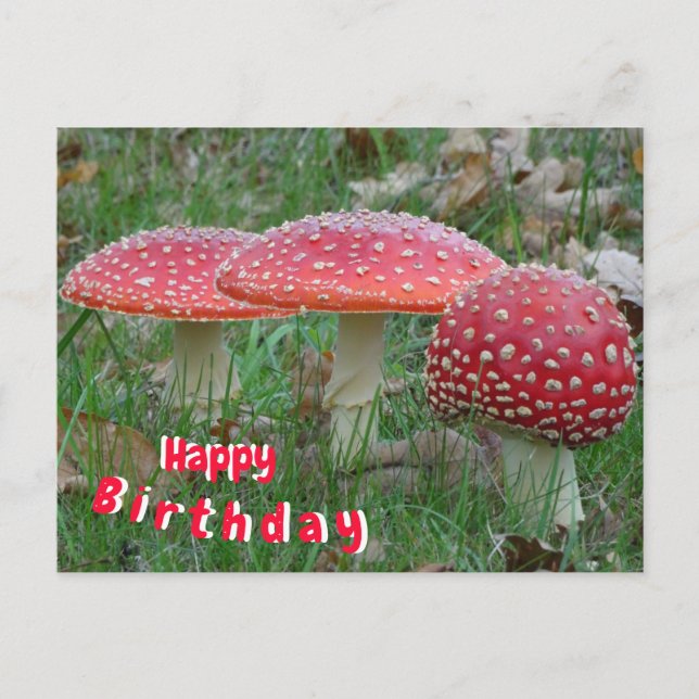 Colorful Fly Amanitas Happy Birthday Postcard (Front)