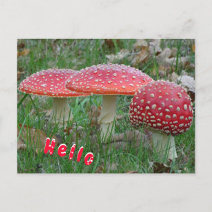 Colorful Fly Amanitas HELLO Postcard