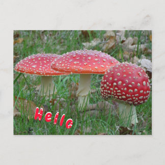 Colorful Fly Amanitas HELLO Postcard