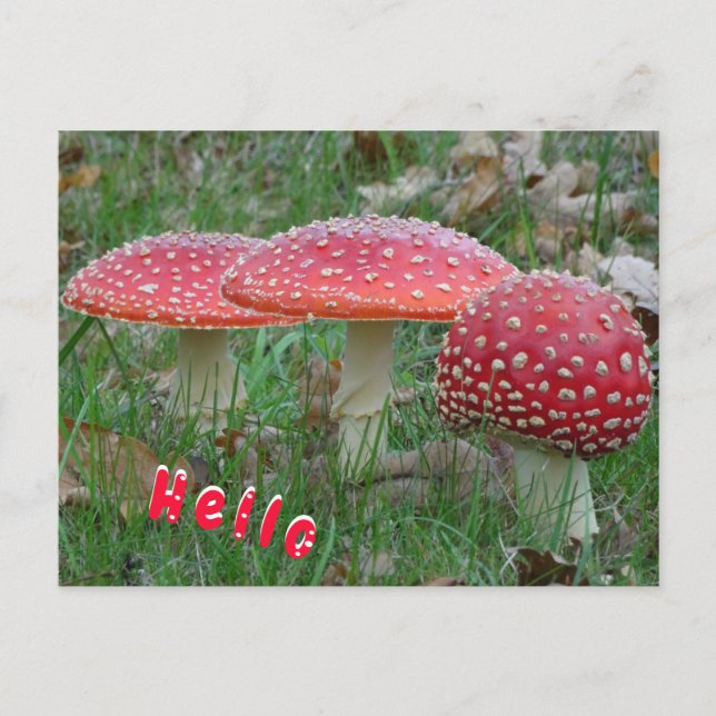 Colorful Fly Amanitas HELLO Postcard (Front)