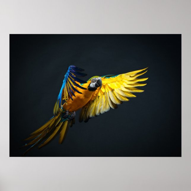 Colorful flying Ara on a dark background Poster (Front)