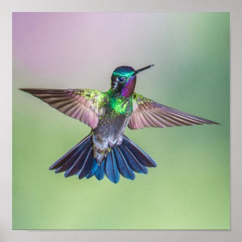 Colorful Flying Hummingbird Poster