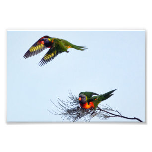 Colorful flying Lorikeet parrots Australia Photo Print