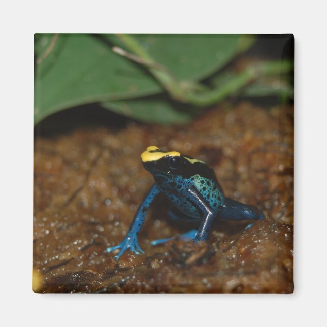 Colorful Frog Magnet (Front)