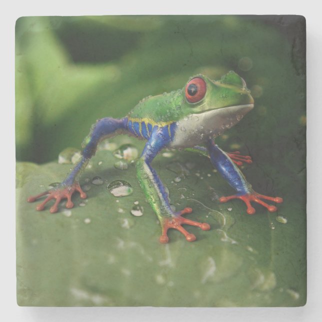 Colorful Frog Stone Coaster (Front)