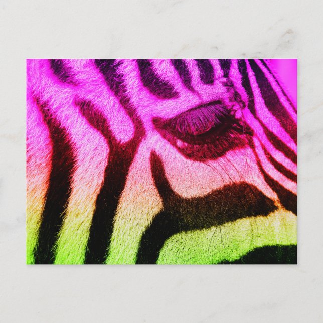 Colorful Funky Zebra Postcard (Front)