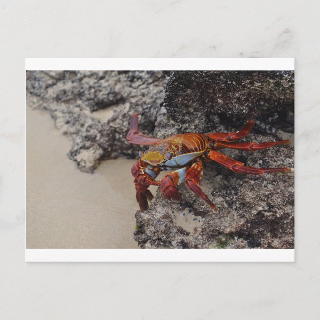Colorful Galapagos crab post card (Front)