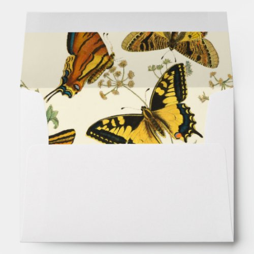 Colorful Gathering of Butterflies and Caterpillars Envelope