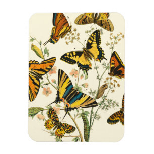 Colorful Gathering of Butterflies and Caterpillars Magnet