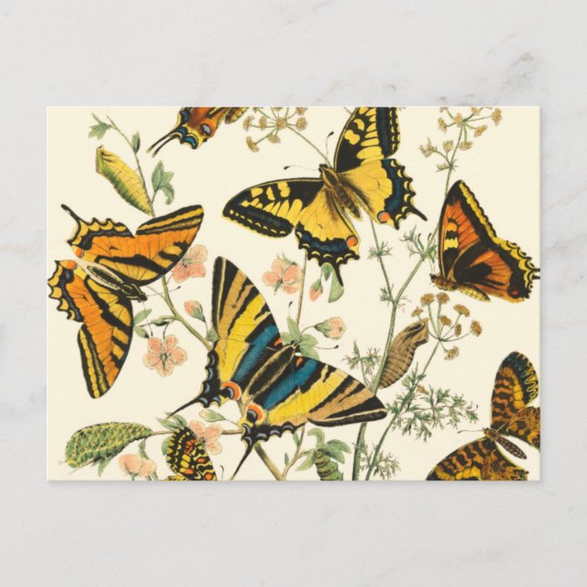 Colorful Gathering of Butterflies and Caterpillars Postcard (Front)