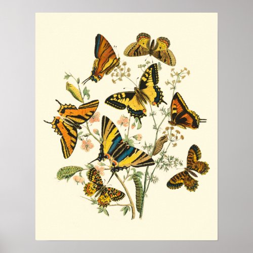 Colorful Gathering of Butterflies and Caterpillars Poster