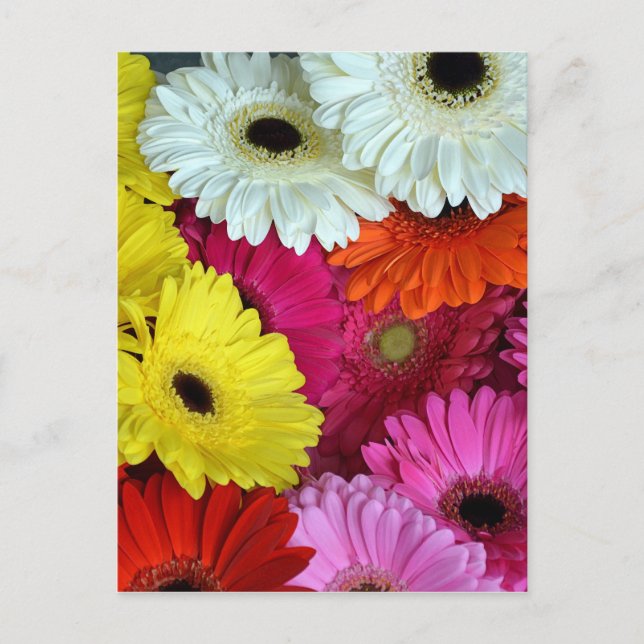 Colorful gerber flowers postcard (Front)