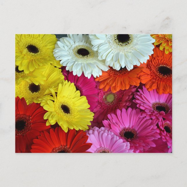 Colorful gerber flowers postcard (Front)