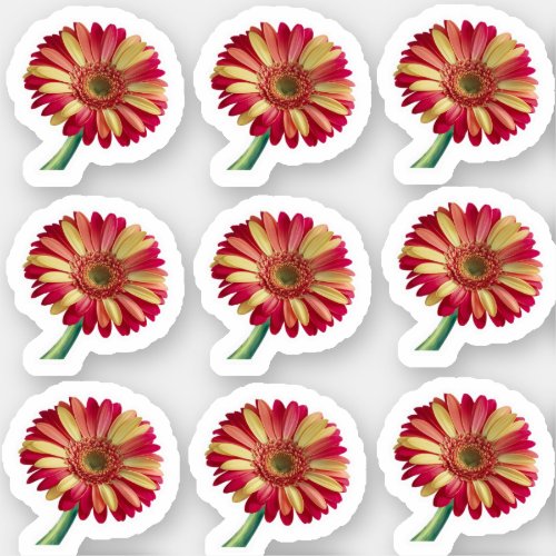 Colorful Gerbera Daisy Floral Sticker