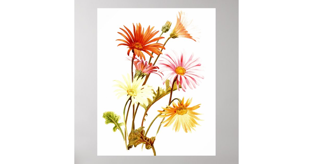 Colorful Gerbera Daisy Wallart Poster | Zazzle