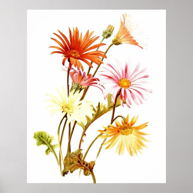Colorful Gerbera Daisy Wallart Poster (Front)