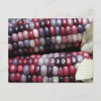 Colorful Glass Gem Corn. Postcard