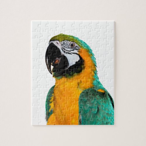 colorful gold teal macaw parrot bird portrait jigsaw puzzle