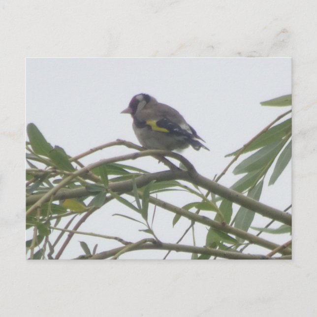 Colorful Goldfinch DIY Postcard (Front)