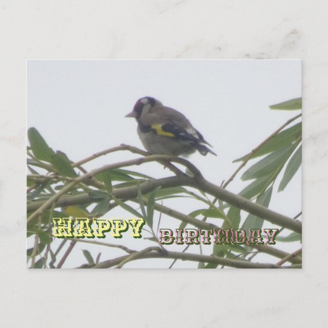 Colorful Goldfinch Happy Birthday Postcard (Front)