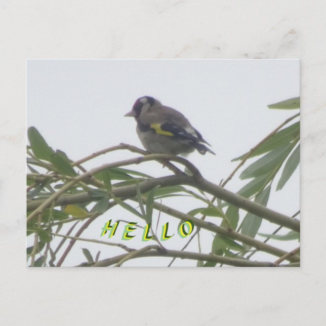 Colorful Goldfinch Hello Postcard (Front)