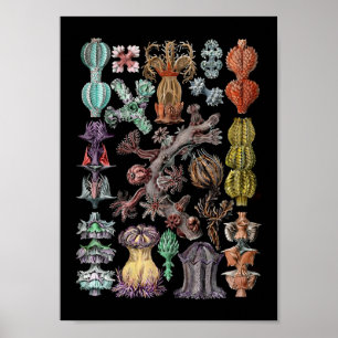Colorful Goronide Sea Coral and Sponges Poster