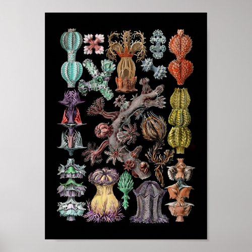 Colorful Goronide Sea Coral and Sponges Poster