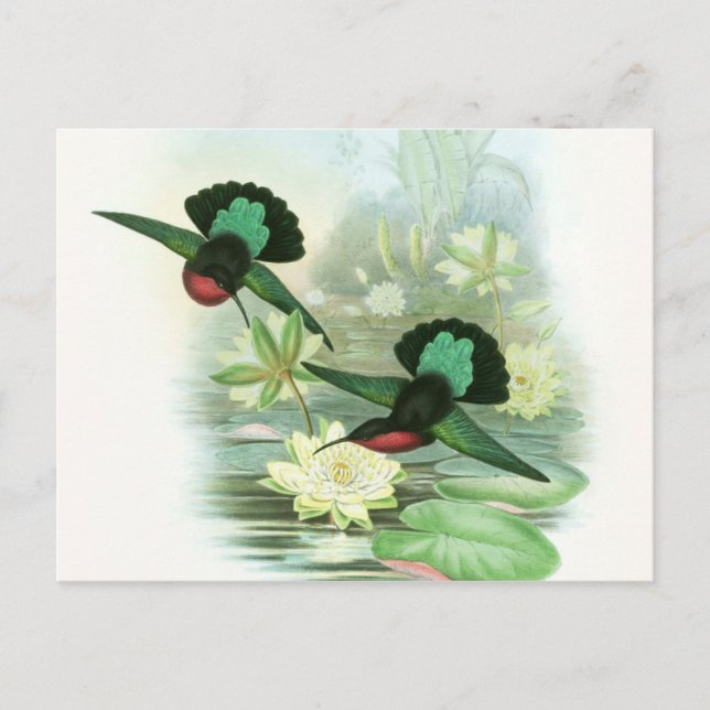 Colorful Gould Hummingbird Waterlilies Postcard (Front)