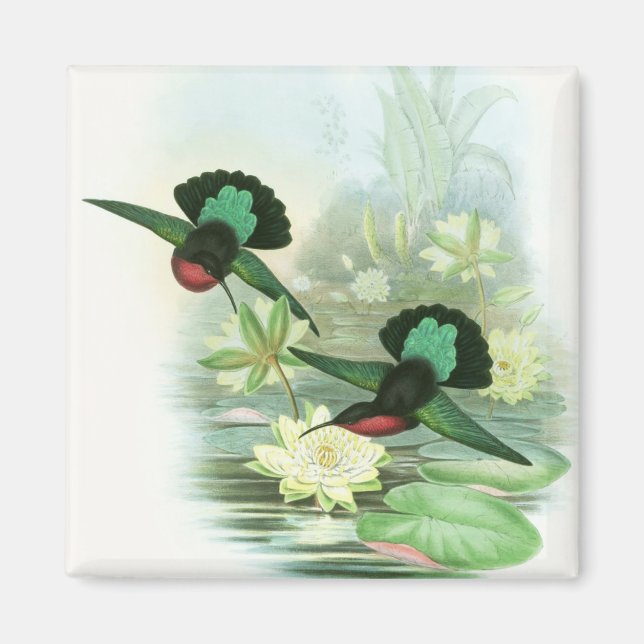 Colorful Gould Hummingbirds Square Magnet (Front)