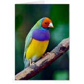 Colorful gouldian finch (Front)