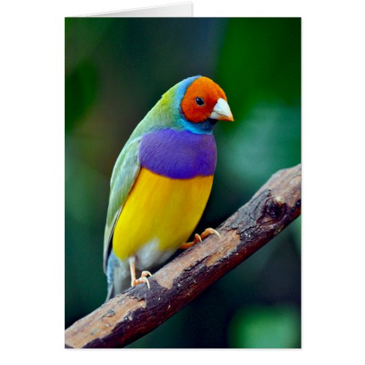 Colorful gouldian finch (Front)