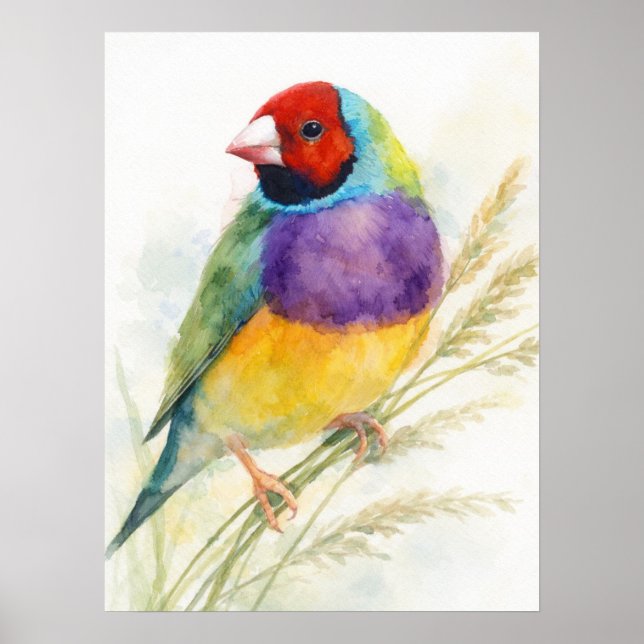 Colorful Gouldian Finch Bird Perched Poster (Front)