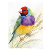Colorful Gouldian Finch Bird