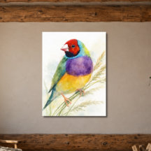 Colorful Gouldian Finch Bird