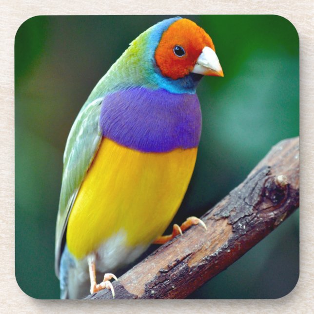 Colorful gouldian finch drink coaster (Front)