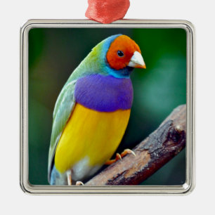 Colorful gouldian finch metal ornament