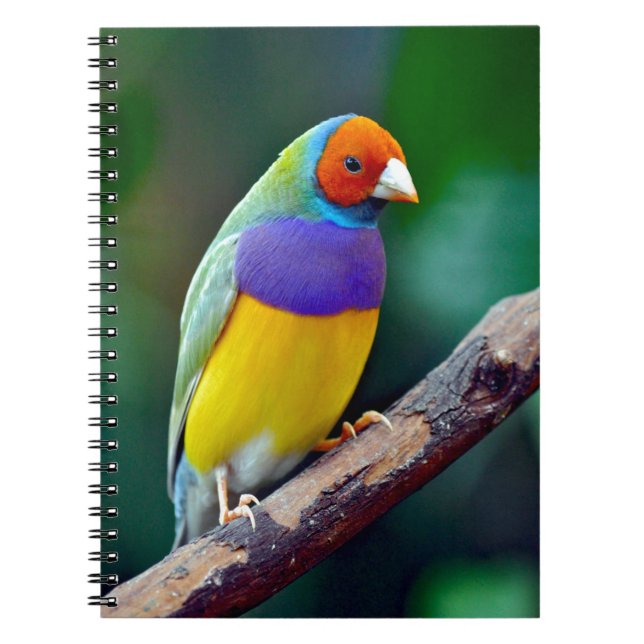 Colorful gouldian finch notebook (Front)