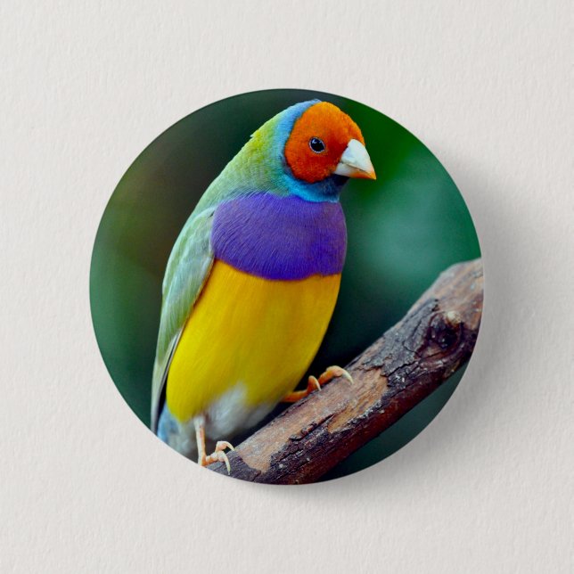 Colorful gouldian finch pinback button (Front)