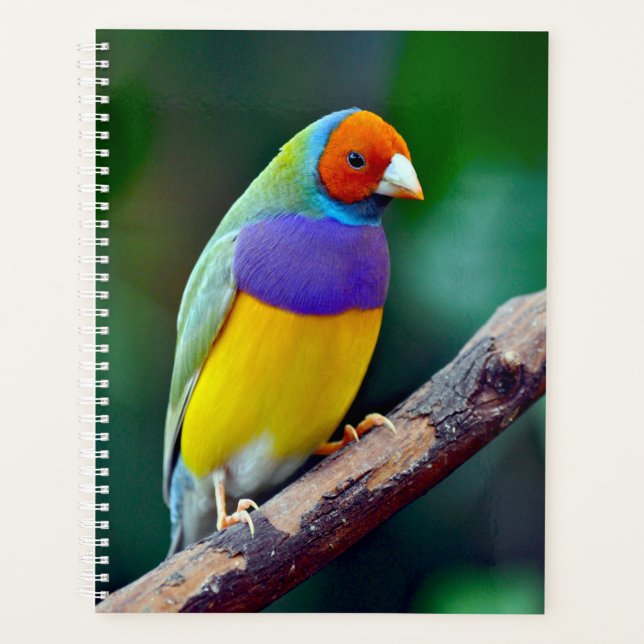 Colorful gouldian finch planner (Front)