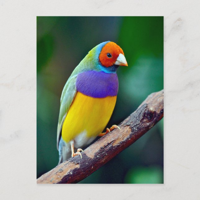 Colorful gouldian finch postcard (Front)