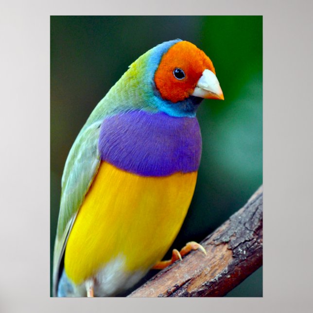 Colorful gouldian finch poster (Front)